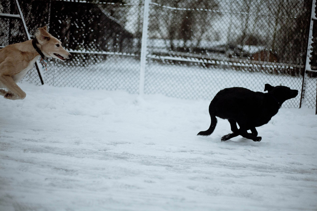 A Dog's Life - saluki greyhound