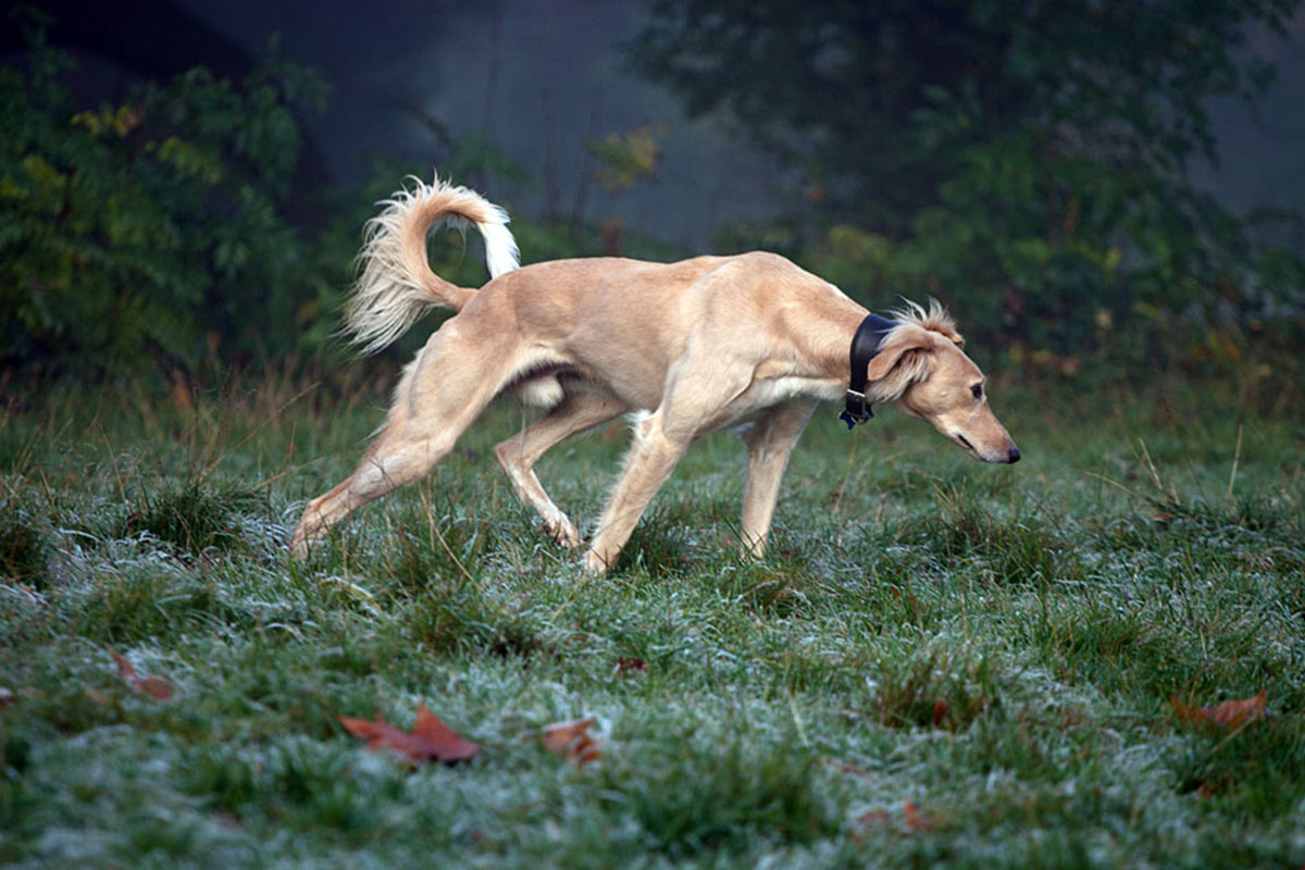 A Dog's Life - saluki greyhound