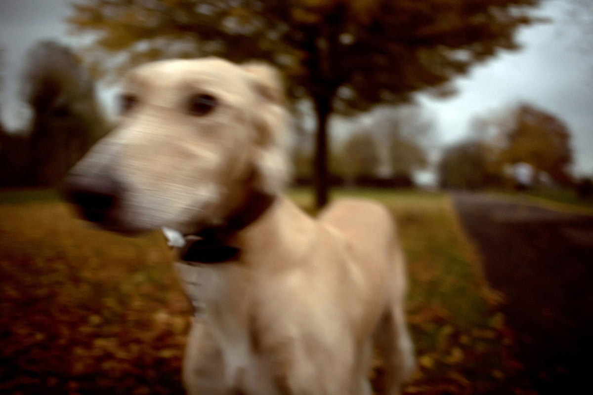A Dog's Life - saluki greyhound