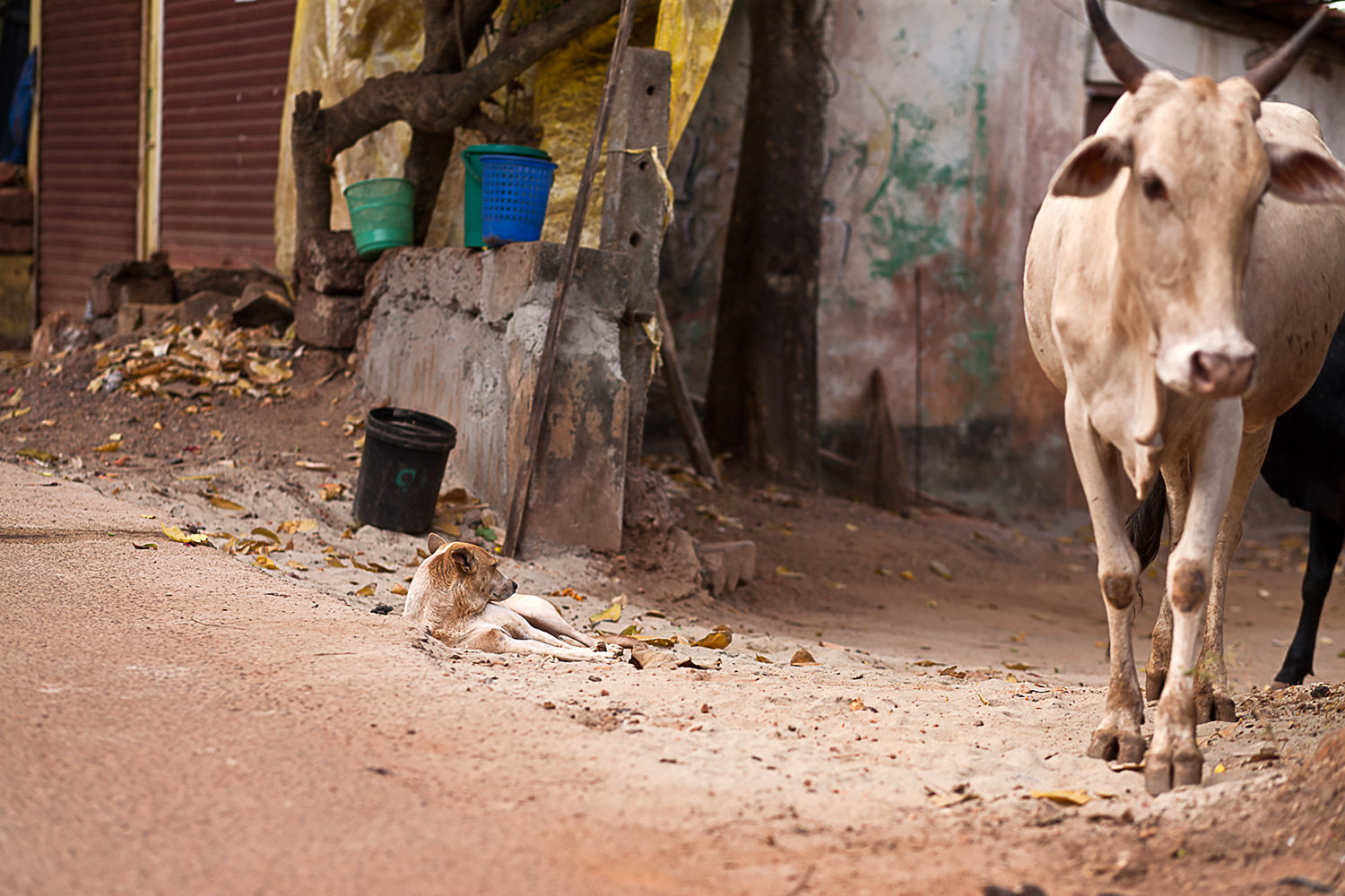 A dog lies in the dust whilst a cow passes by