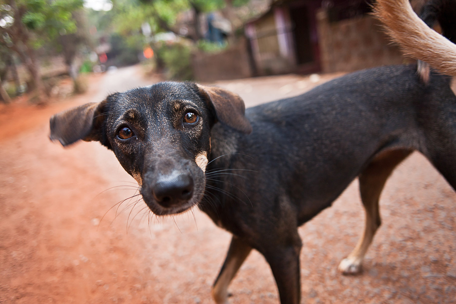 Eye to eye with a most puzzling hound