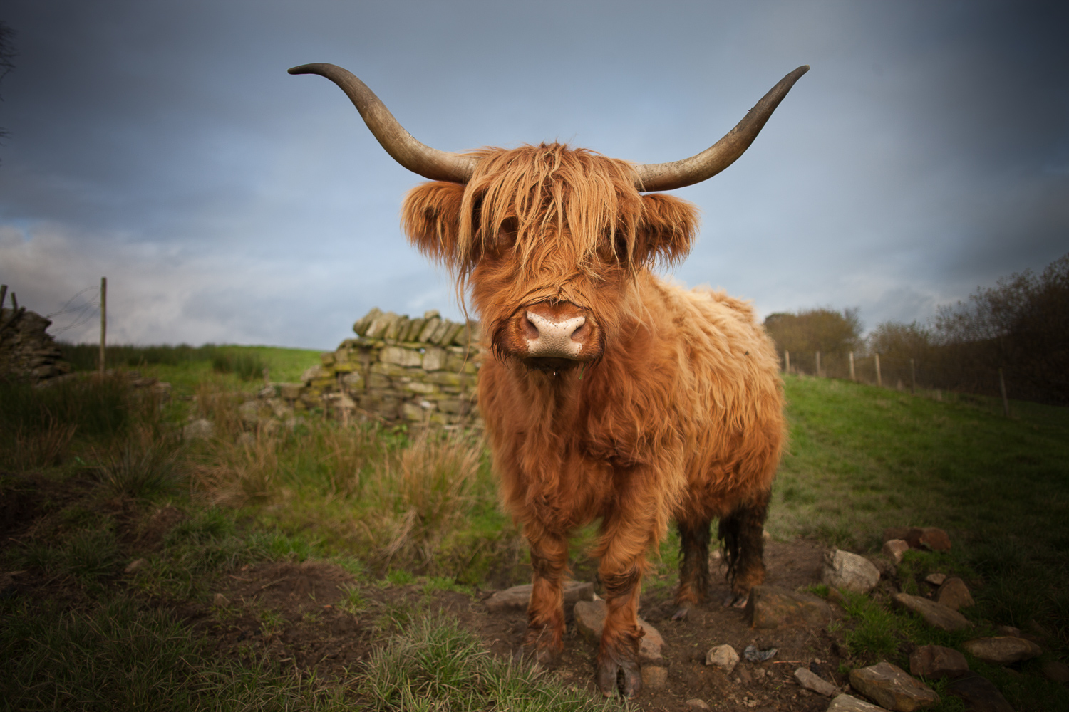 highland cow with large horns