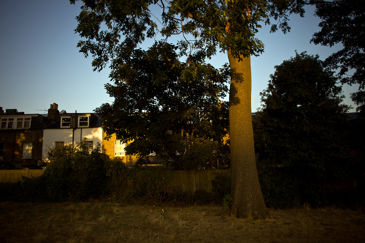 Brockwell Tree, Brixton 