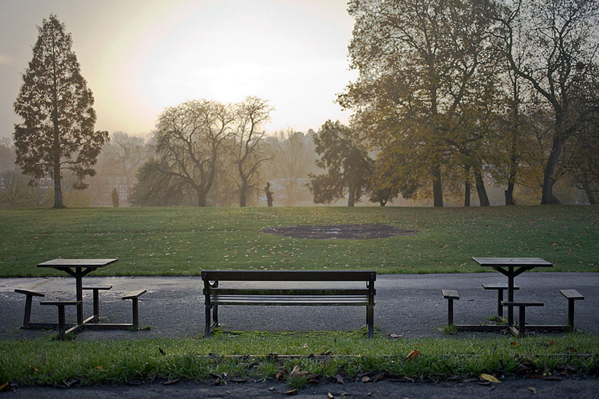 Brockwell Tree, Brixton 