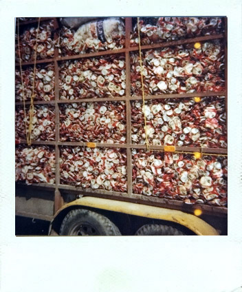 trip polaroid